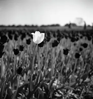 The Norman Synge Waller Budd Collection: A white tulip amongst black tulips