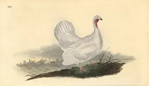 Gallopavo: White turkey, Melagris gallopavo (variant)
