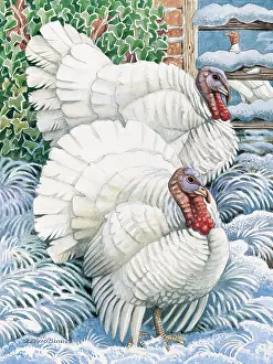 Turkeys: Two White Turkeys