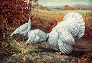 Turkeys: White Turkeys