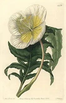 Oenothera: White upright evening primrose, Oenothera anisoloba