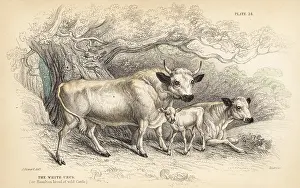 Urus: White urus, or Hamilton breed of wild cattle