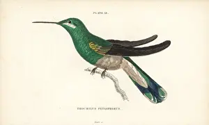 Colibri: White-vented violetear, Colibri serrirostris, female