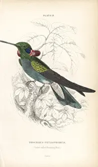 Colibri: White-vented violetear, Colibri serrirostris