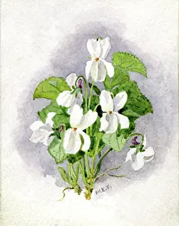Viola: White Violets