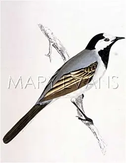 Motacilla: WHITE WAGTAIL (MORRIS)