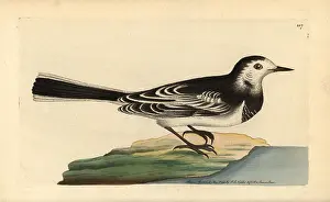 Motacilla: White wagtail, Motacilla alba