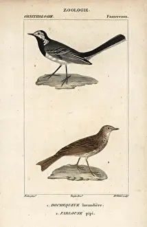 Anthus: White wagtail, Motacilla alba, and tree pipit
