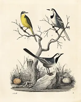 Flava: White wagtail and western yellow wagtail