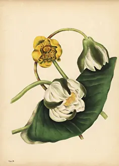 Odorata: The white Water-Lily and yellow Nuphar, Silence