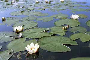 Usman: White waterlily, 1980