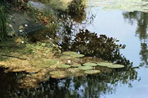 Usman: White waterlily, 1985