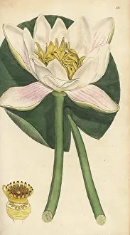 Nymphaea: White waterlily, Nymphaea alba