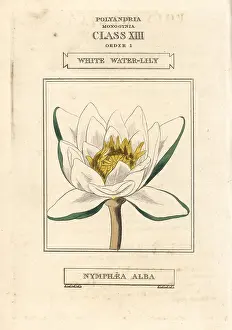 Nymphaea: White waterlily, Nymphaea alba