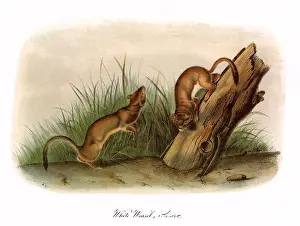 Weasel: White Weasels