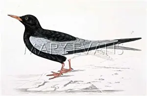 Leucoptera: WHITE-WINGED BLACK TERN