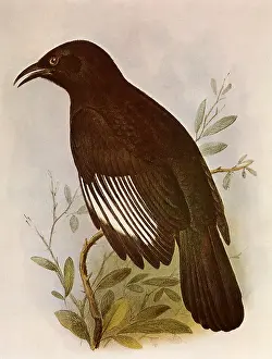 Henrik: White-winged Chough, Corcorax melanorhamphos