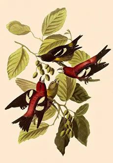 Loxia: White-Winged Crossbills