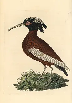 Cristata: White-winged ibis, Lophotibis cristata