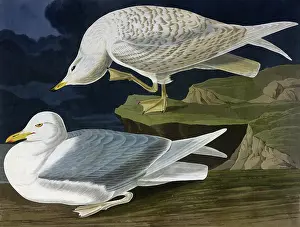 Silvery: White-Winged Silvery Gull, by John James Audubon