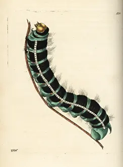 Agrippina: White witch moth caterpillar, Thysania agrippina