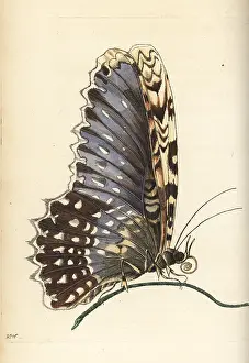 Phalaena: White witch moth, Thysania agrippina