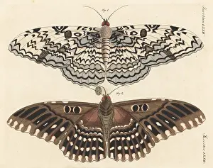 Ventral: White witch moth, Thysania agrippina