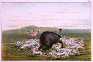Catlin: White Wolves Attacking a Buffalo Bull, by George Catlin