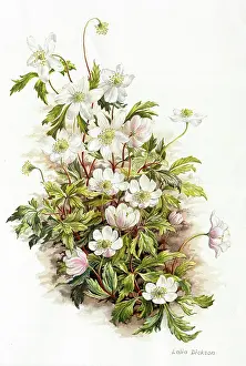 Dickson: White Wood Anemones