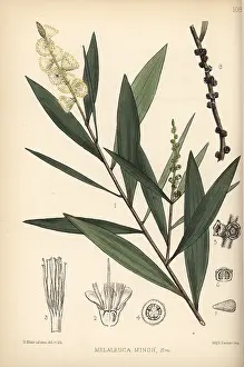 Hanhart: White wood, white samet or cajuput, Melaleuca cajuputi