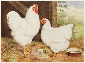Wyandotte: WHITE WYANDOTTE