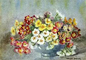 Crimson: White, Yellow and Crimson Polyanthas