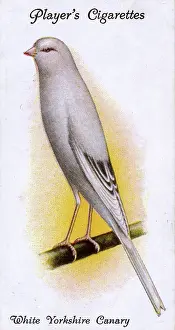 Canaries: White Yorkshire Canary