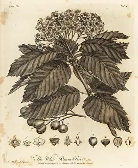Arborist: Whitebeam, Sorbus aria