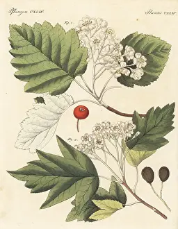 F. Gotz: Whitebeam and wild service trees