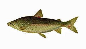 Bases: Whitefish