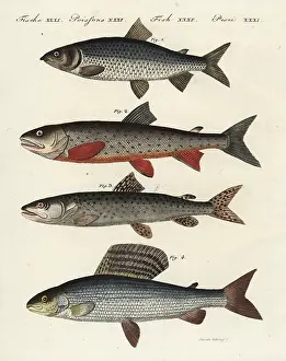 Grayling: Whitefish, char, Danube salmon and grayling