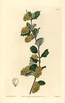 Whitened: Whitened barberry, Berberis dealbata