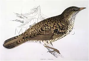 Varius: WHITE'S THRUSH