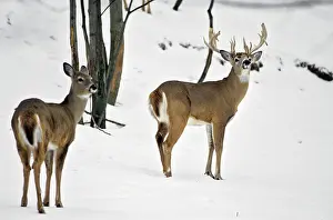 White Tailed: Whitetail Deer in Snow Odocoileus Virginianus