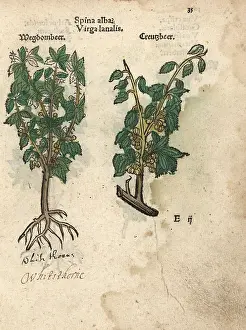 Spina: Whitethorn or hawthorn tree, Spina alba?