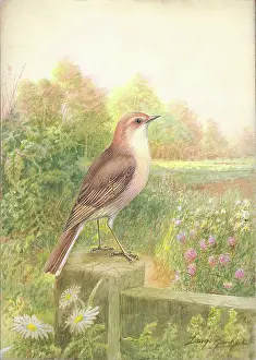Whitethroat: Whitethroat