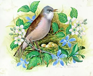 Periwinkle: Whitethroat, bramble and periwinkle