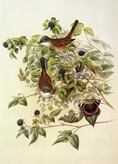 Roams: Whitethroat, Sylvia communis