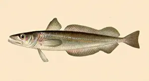 Relative: Whiting