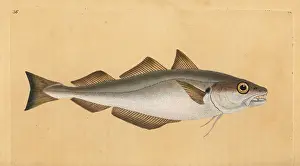 Whiting: Whiting, Merlangius merlangus