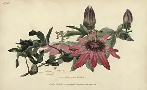 Passionflower: Whitley's hybrid passionflower, Passiflora caerulea-racemosa