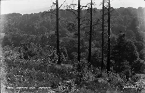 Vale: Whitmore Vale, Grayshott