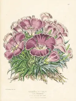 L. Reeve: Whitney's farewell to spring, Clarkia amoena subsp. whitneyi