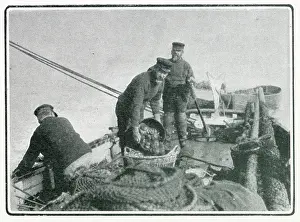 Sorted: Whitstable, Oyster Trade 1902